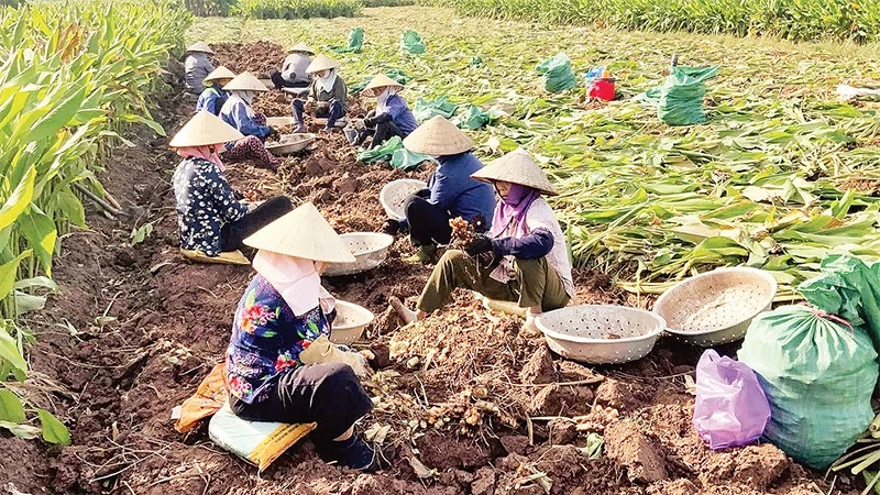 Nông dân xã Chí Minh, tỉnh Hưng Yên thu hoạch nghệ cho năng suất bình quân 27 tấn củ/ha.