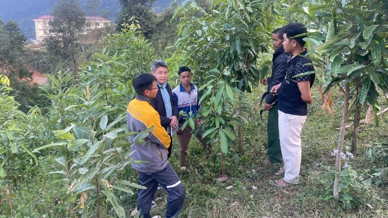 Người Mảng ở bản Nậm Ô xã Pa Tân phát triển cây quế