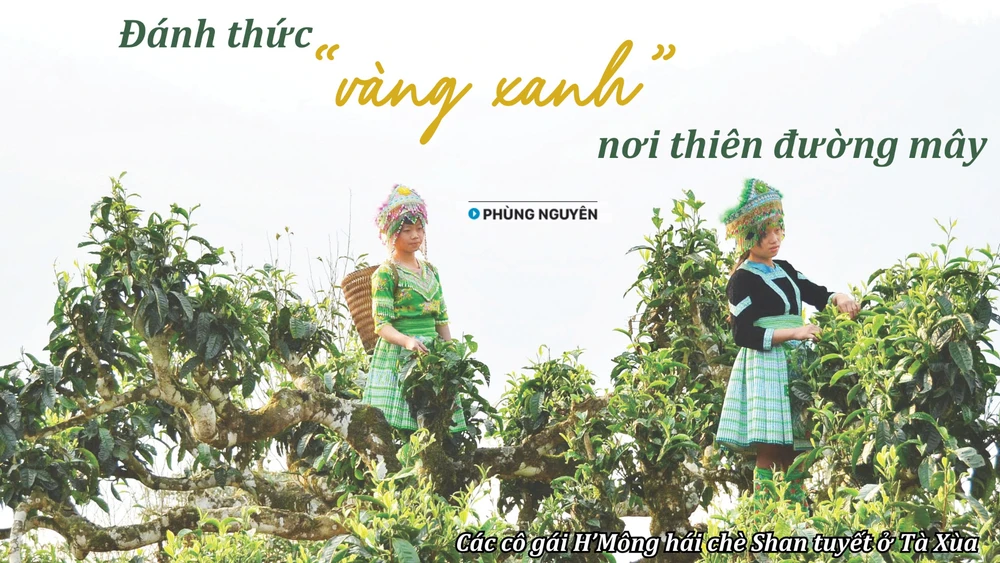 Đánh thức "vàng xanh" nơi thiên đường mây