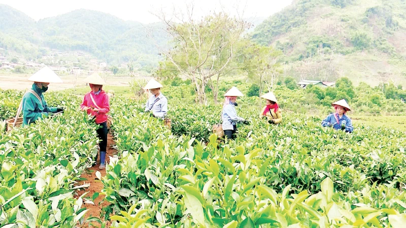 Phong trào “nông dân thi đua lao động sản xuất” góp phần quan trọng trong thành tựu phát triển kinh tế nông-lâm nghiệp và chuyển đổi cơ cấu cây trồng tại tỉnh Điện Biên.