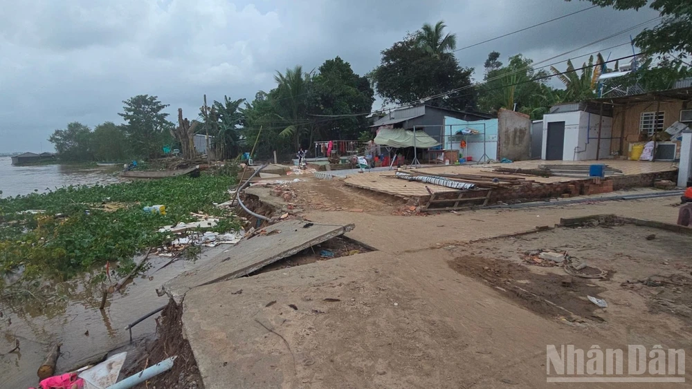 Sạt lở đất đe dọa cù lao Mỹ Hòa Hưng.
