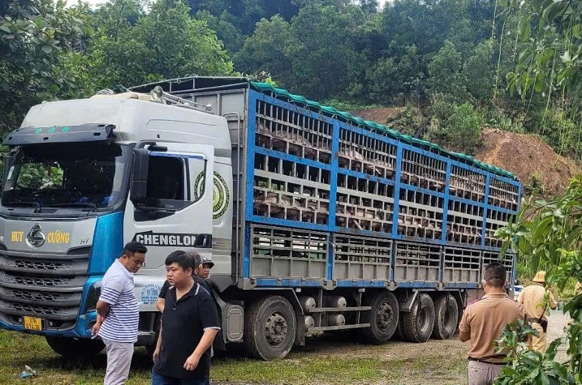 Ngày 11/7, lực lượng chức năng Công an tỉnh Phú Thọ vừa bắt và tiêu hủy 1,4 tấn lợn mắc dịch tả châu Phi qua địa bàn phường Kỳ Sơn.