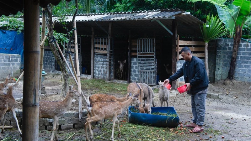 Chàng trai Si La Trần Tuấn Hiệp khởi nghiệp thành công với mô hình nuôi hươu sao.