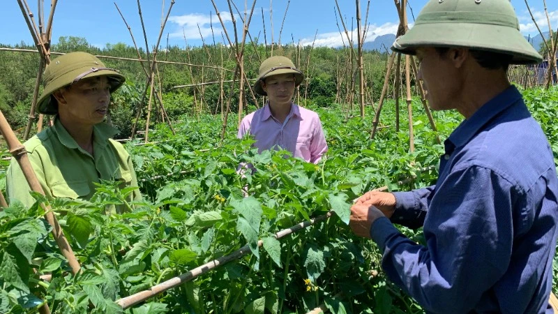 Mô hình trồng rau trái vụ đem lại thu nhập ổn định cho nhiều hộ đồng bào tại xã Than Uyên.