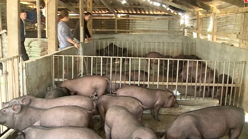 Mô hình nuôi lợn đen bản địa giúp người dân xã Phong Thổ ổn định cuộc sống vươn lên làm giàu.