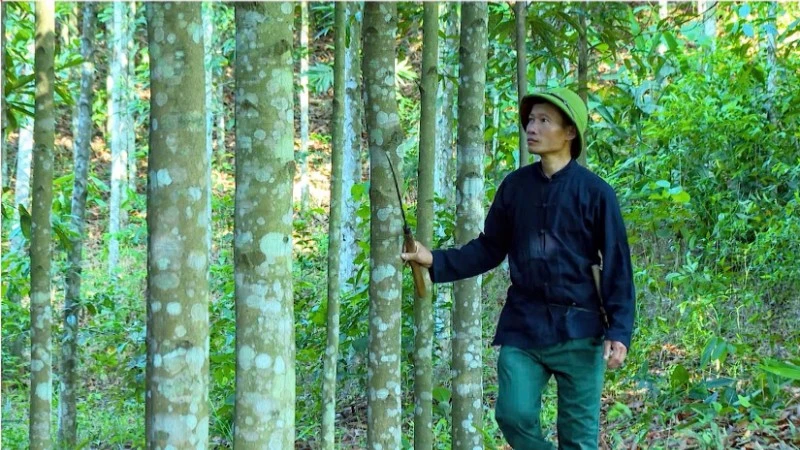 Anh Lý Văn Chém kiểm tra vườn quế của gia đình.