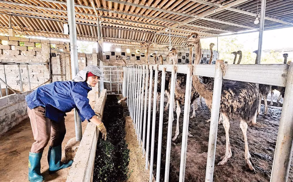 Trang trại đà điểu của chị Lê Hải Yến, xóm Mỵ, phường Tân Hòa luôn được chăm sóc cẩn thận.