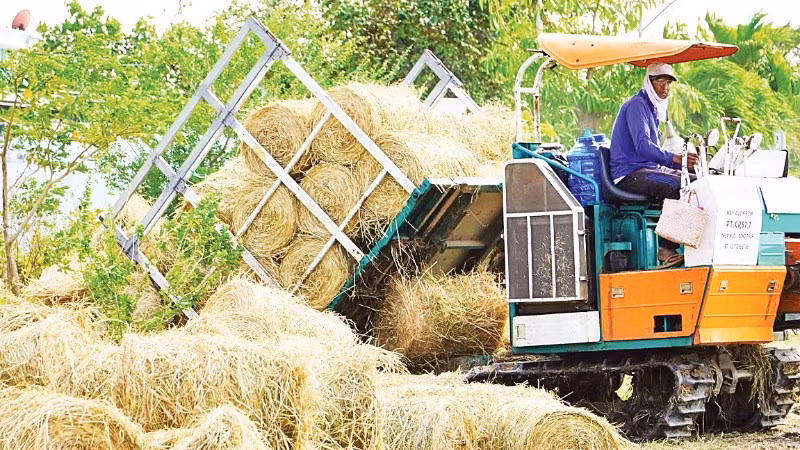 Rơm rạ được thu gom sau thu hoạch, giúp nông dân Cần Thơ gia tăng thu nhập.