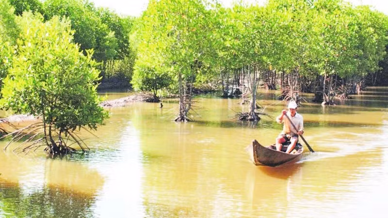 Không ít hộ nông dân ở xã Vĩnh Hậu (Cà Mau) làm giàu nhờ mô hình nuôi tôm, cua dưới tán rừng đước.