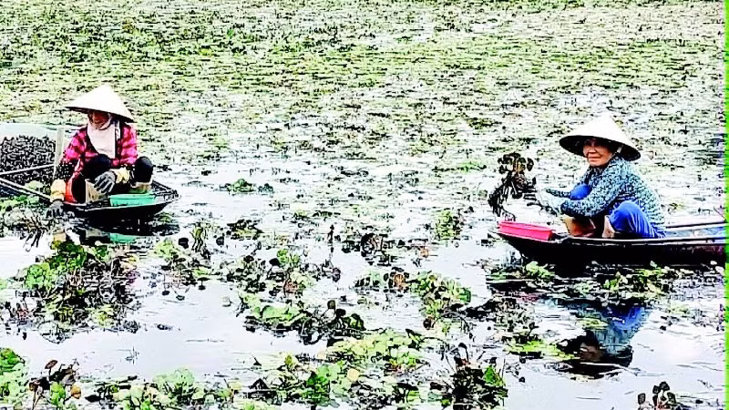 Nông dân thôn Vũ Hạ, xã Phụ Dực (tỉnh Hưng Yên) thu hoạch ấu.