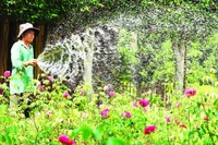 Nông dân tỉnh Đồng Tháp chăm sóc hoa kiểng.
