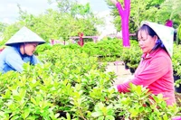 Nông dân Sa Đéc chuẩn bị hoa-kiểng phục vụ thị trường Tết, lễ hội.