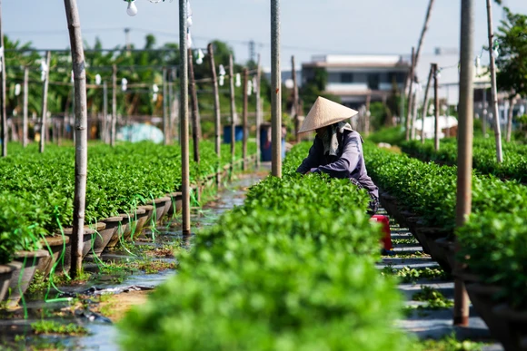 Bà Lý Oa (trú xã Hòa Châu, huyện Hòa Vang) miệt mài chăm từng chậu hoa, chuẩn bị kịp bán dịp Tết. 
