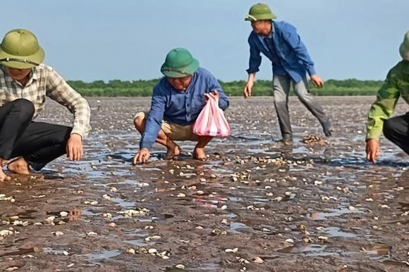 Ngao chết bất thường trong một thời gian ngắn, trùng với thời điểm tàu chở dầu Hà An 01 chìm trên biển Thái Bình.