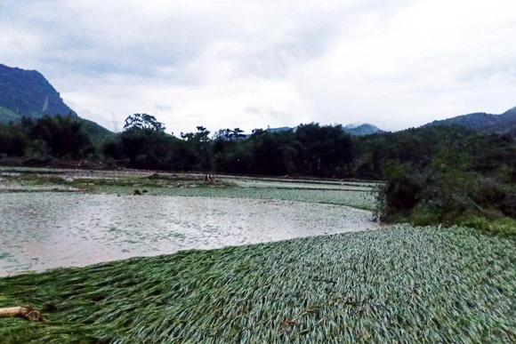 Nước lũ khiến nhiều diện tích lúa chuẩn bị cho thu hoạch ở xã Yên Thành (Quang Bình) bị gãy đổ. (Ảnh: Mộc Lan)