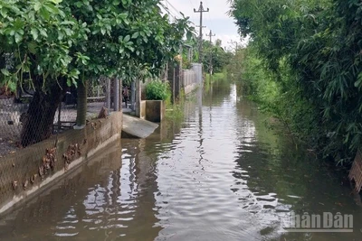 Một số nơi thuộc xã Đan Điền đến sáng nay đã bị ngập nhẹ.