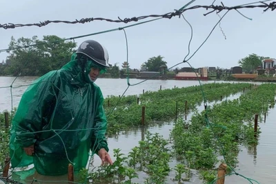 Đến thời điểm này toàn thành phố đã thu hoạch 98,5% diện tích lúa hè thu.