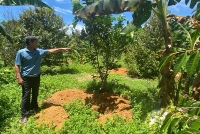 Ông Cao Viết Hùng bên những hố chôn 25 con lợn chết từ đầu tháng 7 đến nay.