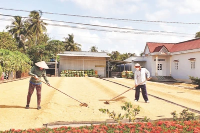 Mặc dù vẫn đang là mùa mưa, nhưng nông dân Cà Mau không chuẩn bị sẵn màng bạt đề phòng thời tiết bất lợi, ảnh hưởng đến chất lượng hạt lúa sau thu hoạch.