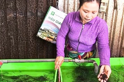 Khâu chọn giống cũng đóng vai trò quan trọng trong thành công của quá trình nuôi lươn không bùn.