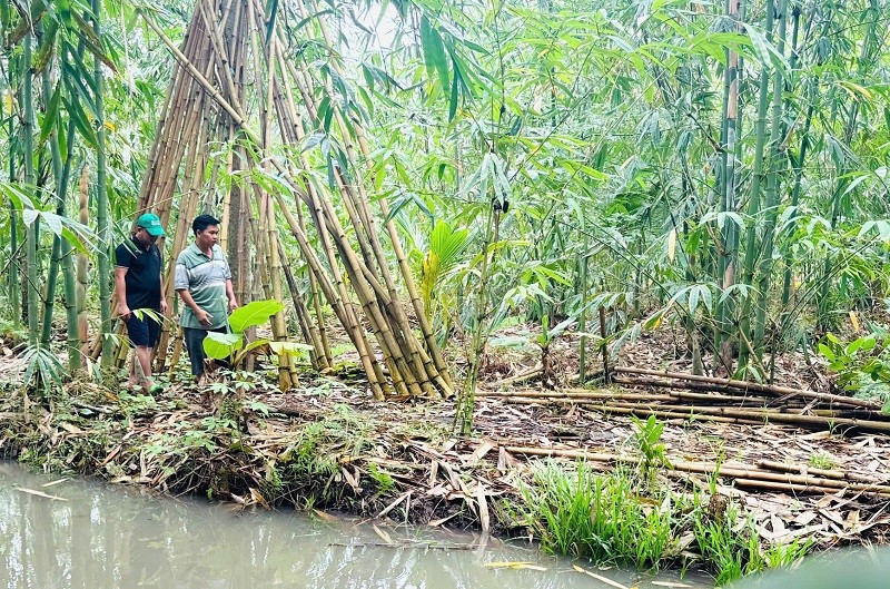 Một góc dự án trồng và phát triển cây tre.