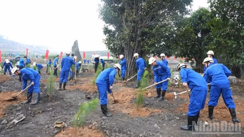 Cán bộ, công nhân, đoàn viên thanh niên TKV trồng 90 cây Giáng hương, loại cây thân gỗ quý, tạo cảnh quan, bóng mát lâu dài và trồng hơn 2.000 cây thông Caribe, loài cây có sức sống bền bỉ, phù hợp với thổ nhưỡng vùng mỏ.