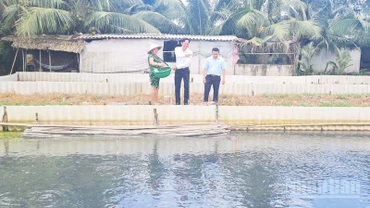 Mô hình nuôi ba ba của hộ bà Thị Hinh ở ấp 5, xã Xả Phiên.