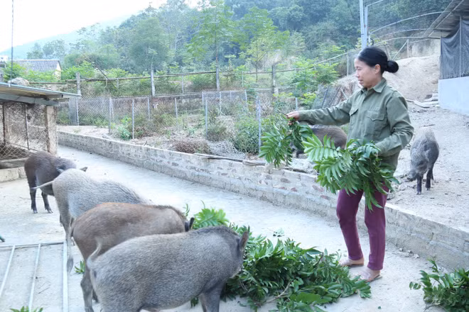 Nhiều hộ dân nỗ lực chăn nuôi, vươn lên làm giàu, thoát nghèo.