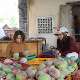 Người dân luôn phải đối mặt tình trạng được mùa mất giá. Ảnh: THANH SANG
