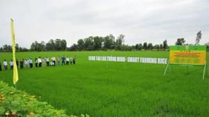 Mô hình canh tác lúa thông minh của Phân bón Bình Điền.