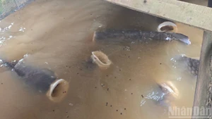 Bầy cá hô há to miệng hút mồi.