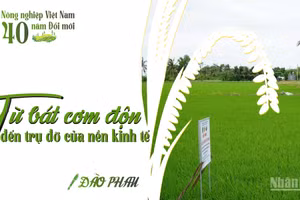 Từ bát cơm độn đến trụ đỡ của nền kinh tế