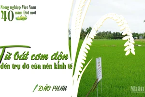 Từ bát cơm độn đến trụ đỡ của nền kinh tế
