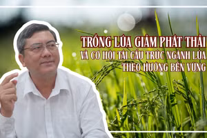 Trồng lúa giảm phát thải và cơ hội tái cấu trúc ngành lúa theo hướng bền vững
