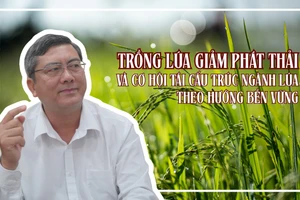 Trồng lúa giảm phát thải và cơ hội tái cấu trúc ngành lúa theo hướng bền vững