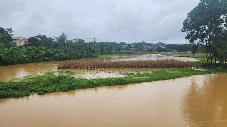 Nhiều diện tích hoa màu của người dân tại thành phố Tuyên Quang bị ngập úng do mưa lớn trong ngày 21/6. img-20250621145559.jpg
