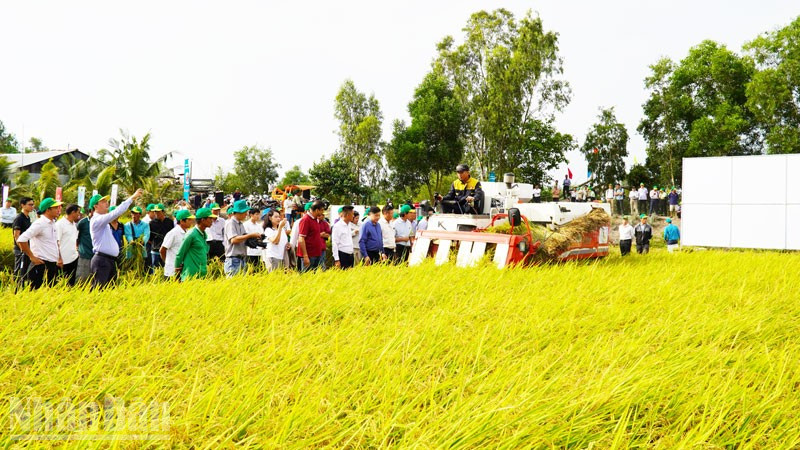 Nông dân tham quan thu hoạch lúa từ Đề án 1 triệu ha lúa chất lượng cao của Hợp tác xã Vinacam, ở xã Hòn Đất, tỉnh An Giang. ndo_bl_10.jpg