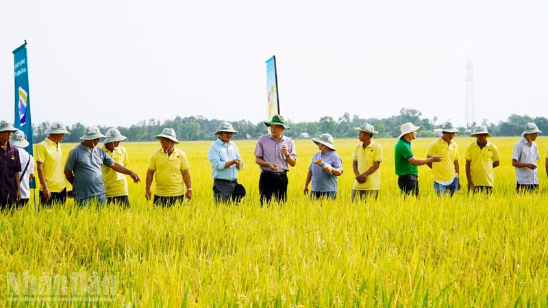 Nông dân tham quan mô hình canh tác lúa theo Đề án 1 triệu ha lúa chất lượng cao ở Hợp tác xã dịch vụ nông nghiệp Thanh Xuân.