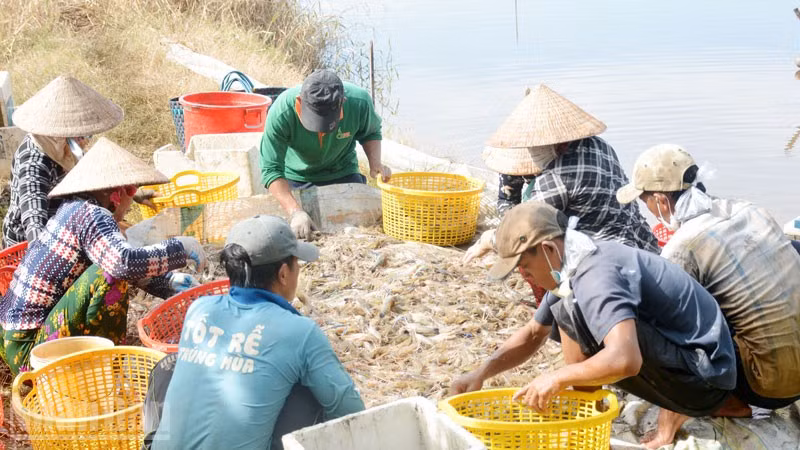 Nông dân xã Đông Thái, tỉnh An Giang thu hoạch tôm càng xanh.