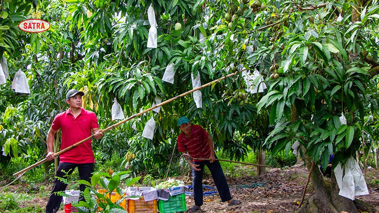 COFIDEC đang tập trung phát triển các vùng nguyên liệu sạch tại đồng bằng sông Cửu Long theo tiêu chuẩn GlobalGAP. (Ảnh: SATRA) cofidec-2.jpg