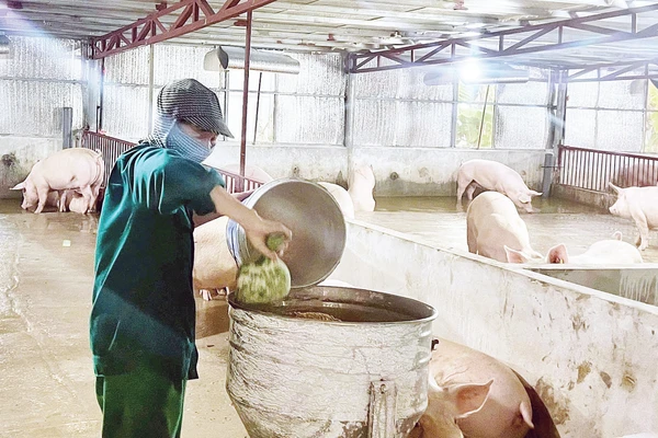 Trang trại chăn nuôi lợn an toàn sinh học của gia đình ông Nguyễn Văn Toàn.