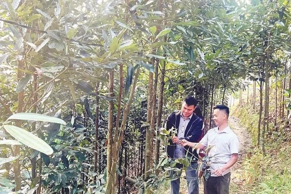 Cây quế đang trở thành cây làm giàu của bà con xã Trung Sơn.