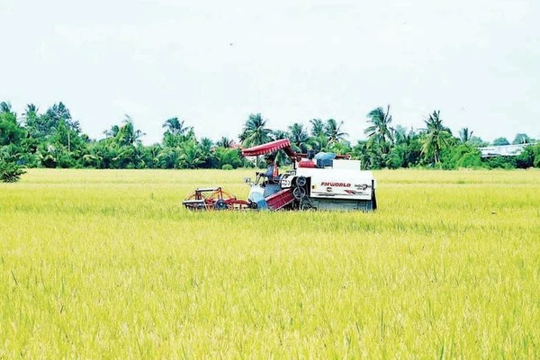 Liên kết sản xuất từ đầu vào đến khi thu hoạch là giải pháp căn cơ giúp nhà nông vùng ngọt Cà Mau giảm thiểu rủi ro, bảo vệ thành quả sản xuất.