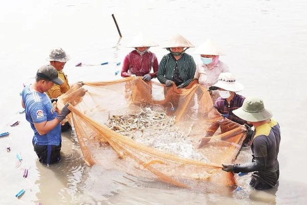 Mô hình nuôi tôm càng xanh toàn đực xã Long Hòa, tỉnh Vĩnh Long.