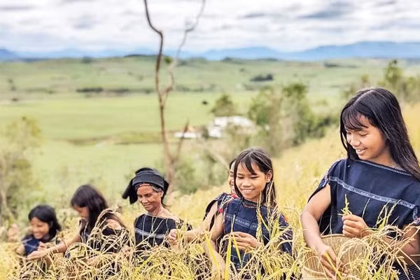 Nụ cười rạng rỡ giữa sắc vàng ấm no.