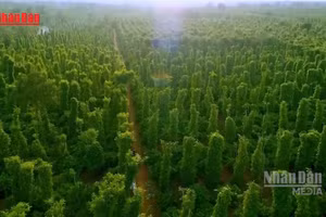 [Video] Hơn 3 triệu ha rừng “không chủ”: Điểm nghẽn của xuất khẩu xanh và thị trường carbon 