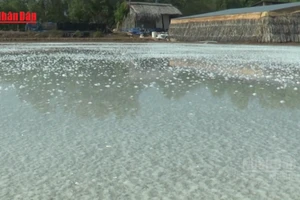 [Video] Thiệt hại nặng nề vì mưa trái mùa