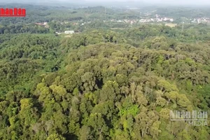 [Video] Rừng gỗ lớn – hướng đi bền vững của lâm nghiệp