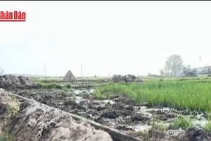 [Video] Đắk Lắk hỗ trợ bà con nông dân khôi phục sản xuất