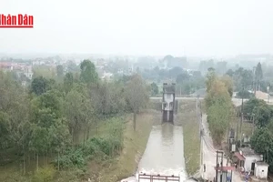 [Video Hơn 85% diện tích vụ Đông Xuân đã có nước sản xuất